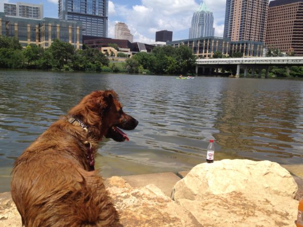 Dogs Love Lady Bird Lake